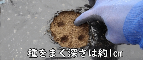 大根の種を蒔く深さは約1cm