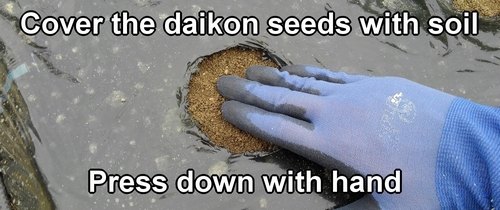 Cover the daikon seeds with soil and press down