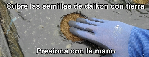 Cubre las semillas de rábano japonés (rábano daikon) con tierra y presiona con la mano