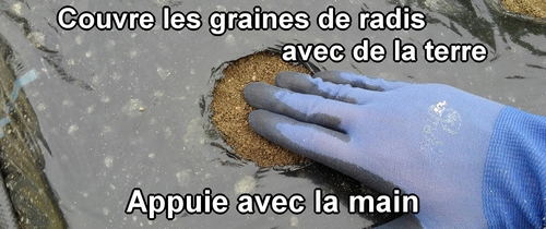 Couvre les graines de radis daikon (radis japonais) avec de la terre et appuie dessus