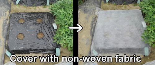 Covering the daikon plot with non-woven fabric