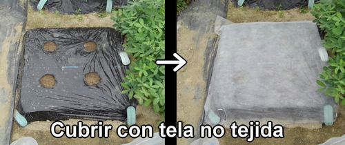 Cubrir el lugar de rábano daikon (rábano japonés) con tela no tejida