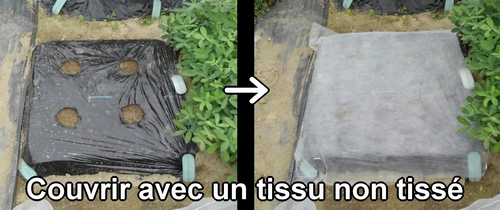 Couvrir la parcelle de radis blanc (radis japonais) avec un tissu non tissé