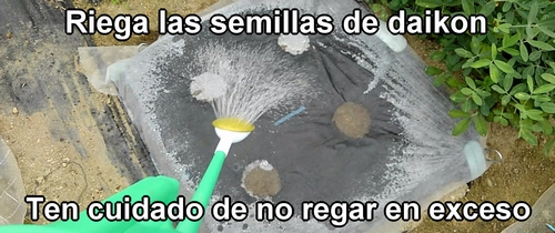 Riega las semillas de rábano japonés (rábano daikon) que sembraste