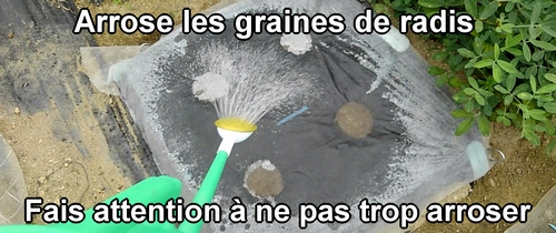 Arrose les graines de radis daikon (radis japonais) semées