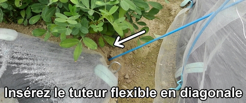 Insérez les tuteurs flexibles dans le sol