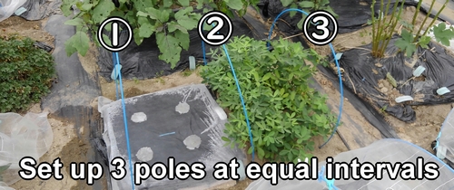 Set up 3 stakes at equal intervals