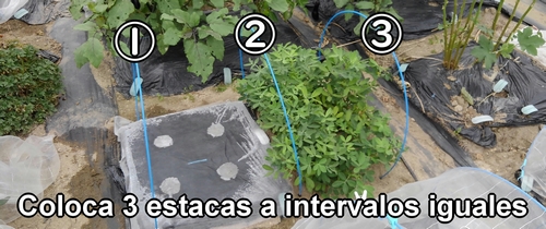 Coloca 3 estacas a intervalos iguales