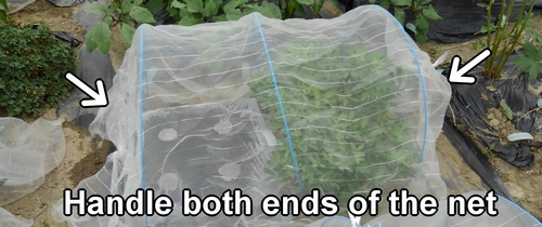 Cover the daikon radish bed with insect netting