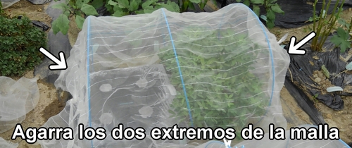 Cubre la cama de rábanos daikon (rábano japonés) con una malla contra insectos