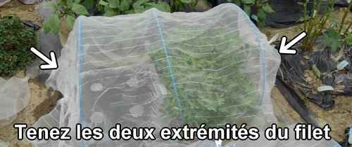 Couvrez la plate-bande de radis avec un filet anti-insectes
