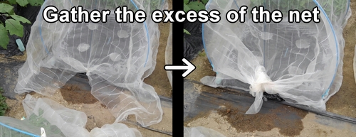 Gather the excess of the insect net