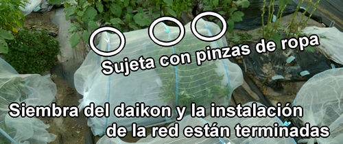 La siembra de Shogoin rábano daikon y Aokubi rábano daikon está completa
