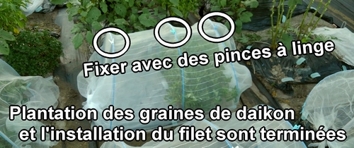 La plantation des graines de radis Shogoin et Aokubi est terminée
