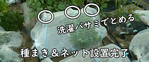 聖護院大根と青首大根の種まき完了