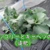 キャベツと茎ブロッコリーの育て方：追肥（新藍キャベツと茎ブロッコリーに鶏糞を追肥