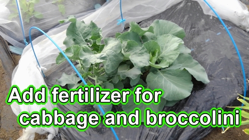 Additional fertilizer for the cabbage and broccolini (Broccolini and cabbage farming guide)