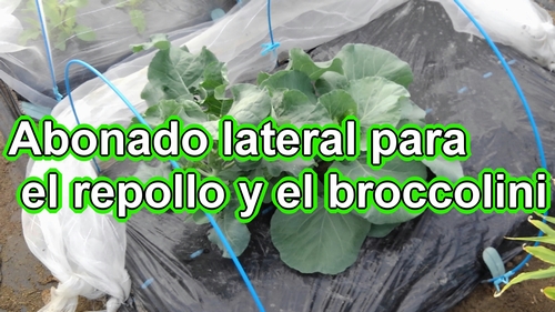 Abonado lateral para el repollo y el broccolini (Guía para cultivar brócoli bimi y col repollo)