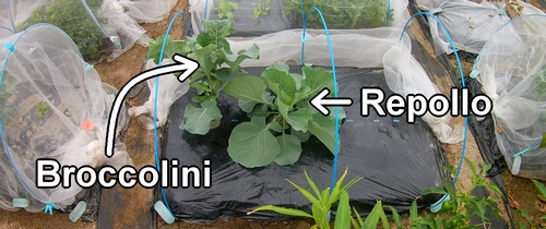 El repollo (col repollo) y el brócoli rapini (broccolini) plantados hace tres semanas