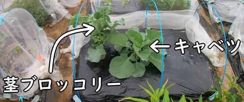 植え付けから3週間経ったキャベツと茎ブロッコリー