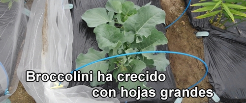 Broccolini (Brócoli bimi)