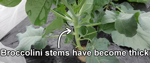 The broccolini stems have become thick