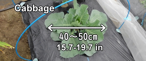 The outer leaves of the cabbage have grown large