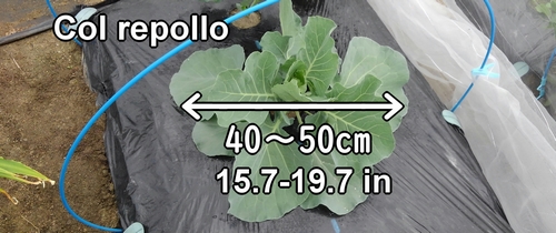 Las hojas exteriores del repollo (col repollo) se han hecho grandes