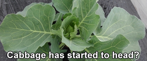The cabbage has started to head