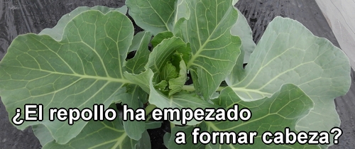 El repollo (col repollo) ha empezado a formar cabeza