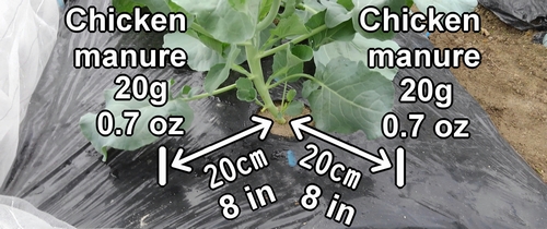 The fertilizing spots for broccolini