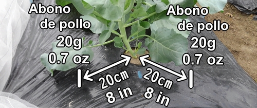 Los lugares para poner abono al brocolini (brócoli rapini)