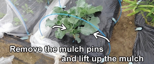 Remove the mulch pins from the plot of cabbage and broccolini