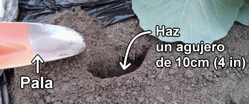 Haz los agujeros para el abono con una pala