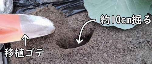 移植ゴテで追肥用の穴を掘る