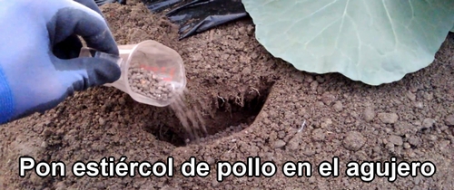 Pon estiércol de pollo en el agujero