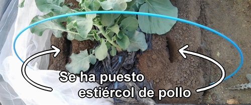 Se ha puesto estiércol de pollo
