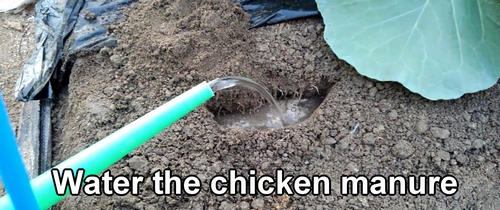 Water the chicken manure