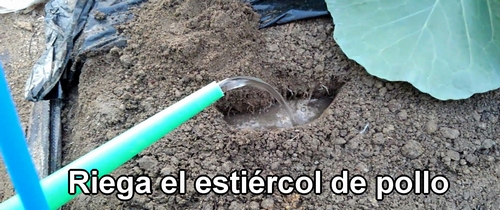 Riega el estiércol de pollo