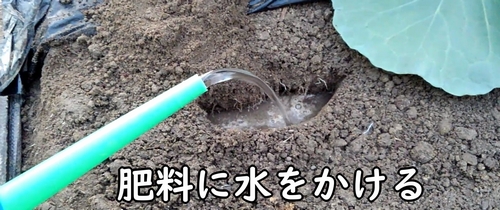 追肥した鶏糞に水をかける