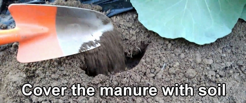 Cover the chicken manure with soil