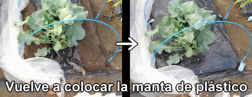 Vuelve a poner la manta de plástico en las parcelas de repollo (col repollo) y brócoli rapini (brocolini)