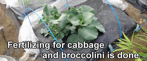 Fertilizing for cabbage and broccolini is done