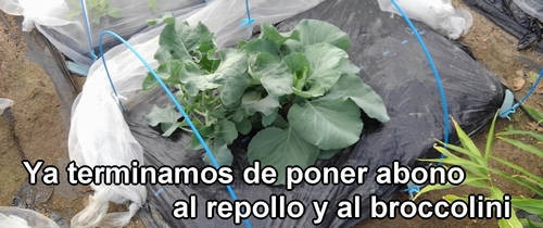 Ya terminamos de poner abono al repollo (col repollo) y al brócoli rapini (brocolini)