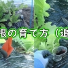 聖護院大根と青首大根の育て方（だいこんの追肥の仕方）