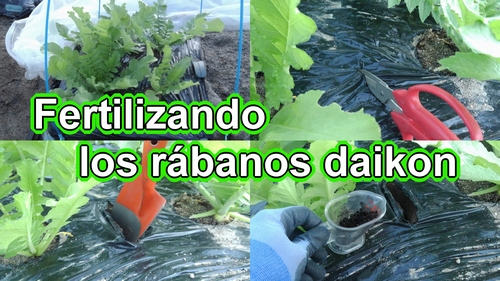 Fertilizando los rábanos daikon (Fertilizante extra para los rábanos daikon)