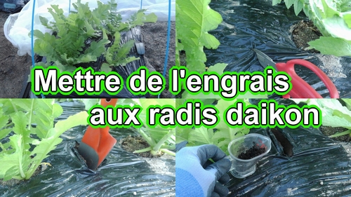 Mettre de l'engrais aux radis daikon (Engrais supplémentaire pour les radis daikon)