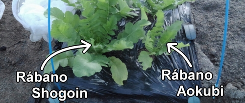 Los rábanos daikon (rábano japonés) Shogoin y Aokubi