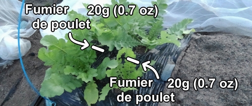 Endroits pour mettre de l’engrais pour les radis daikon (radis japonais) Shogoin et Aokubi