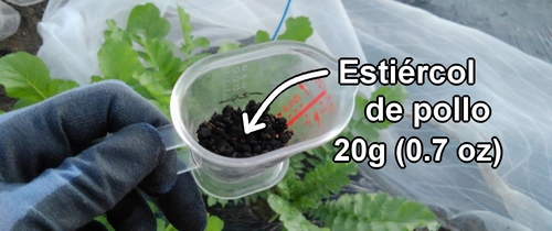Estiércol de pollo usado para abonar los rábanos daikon (rábano japonés)
